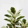 Planta Artificiala Banyan A, 150 cm, Pentru Interior, Homedit Planta Artificiala Banyan A, 150 cm, Pentru Interior, Homedit