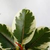 Planta Artificiala Banyan A, 150 cm, Pentru Interior, Homedit Planta Artificiala Banyan A, 150 cm, Pentru Interior, Homedit