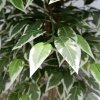 Arbore artificial Banyan Tree C, 210 cm, Homedit Arbore artificial Banyan Tree C, 210 cm, Homedit